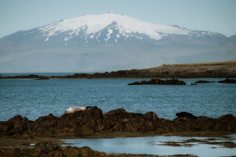 Ytri Tunga Beach in Iceland
