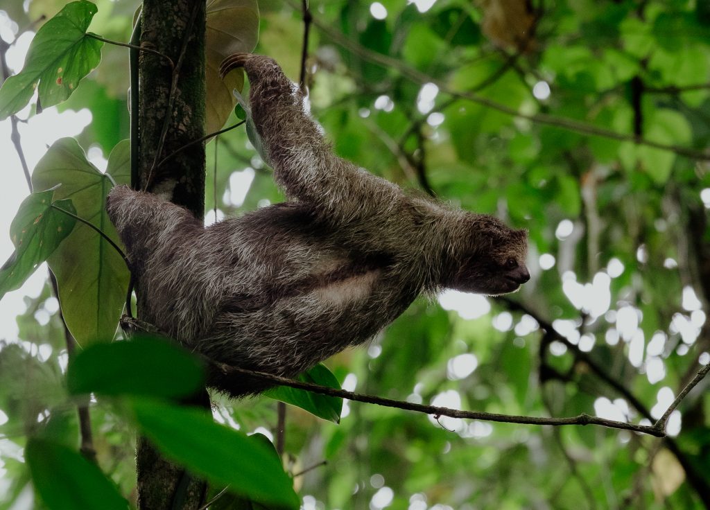 Papa's Place Sloth Tour
